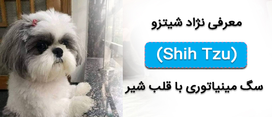 معرفی کامل نژاد شیتزو(Shih Tzu)؛ راهنمای نگهداری، تغذیه و بیماری‌ها