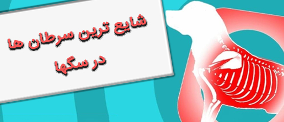 شایع‌ترین سرطان‌ها در سگ‌ها | علائم، روش‌های درمان و پیش‌آگهی انواع سرطان سگ