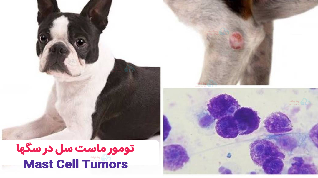 تومور ماست سل در سگها | Mast Cell Tumors | انواع سرطان در سگها