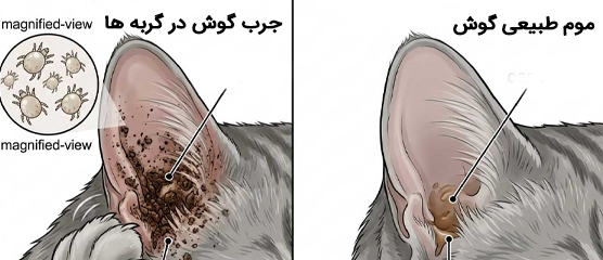 جرب گوش گربه؛ علائم، علت، تشخیص، درمان و پیشگیری از کنه گوش گربه
