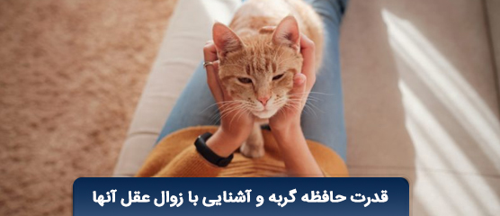 قدرت حافظه گربه، تقویت آن و آشنایی با آلزایمر در گربه ها