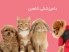 کلینیک دامپزشکی شاهین
