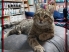 day pet clinic