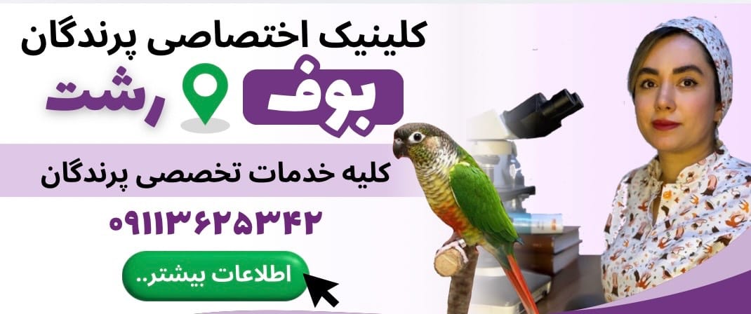 کلینیک دامپزشکی اختصاصی پرندگان بوف در رشت