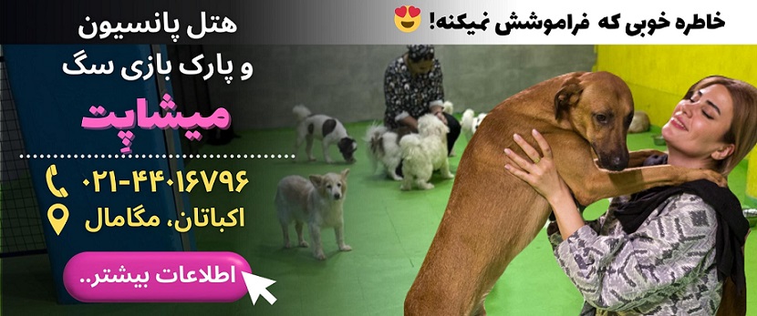 پانسیون سگ میشا پت در غرب تهران