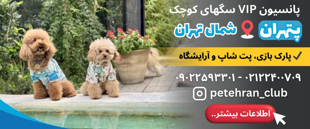 پانسیون VIP سگ های کوچک پتهران شمال تهران