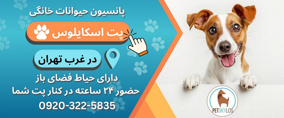 پانسیون خانگی سگ کوکولند در سعادت آباد